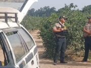 Hombre de 72 años muere tras caer de un árbol mientras cosechaba lúcuma Hombre de 72 años muere tras caer de un árbol mientras cosechaba lúcuma