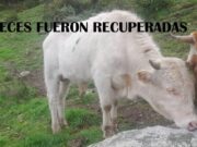 Tras intensa búsqueda, recuperan 11 reces robadas en San Pedro de Pirca – Huaral Tras intensa búsqueda, recuperan 11 reces robadas en San Pedro de Pirca - Huaral