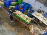 Huacho: “Reina del Pollo” rompe su silencio tras dos atentados: “Lo único que pido es que me dejen vivir en paz”. Huacho “Reina del Pollo” rompe su silencio tras dos atentados “Lo único que pido es que me dejen vivir en paz”.