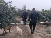 Huaral: Policías de la Querencia frustran robo de paltas en fundo de Jecuán. Huaral Policías de la Querencia frustran robo de paltas en fundo de Jecuán.