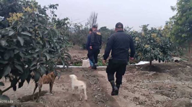 Huaral Policías de la Querencia frustran robo de paltas en fundo de Jecuán.