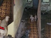 Huaral: Nueve perros en condiciones inadecuadas fueron trasladados al Centro Canino Municipal Centro Canino Municipal