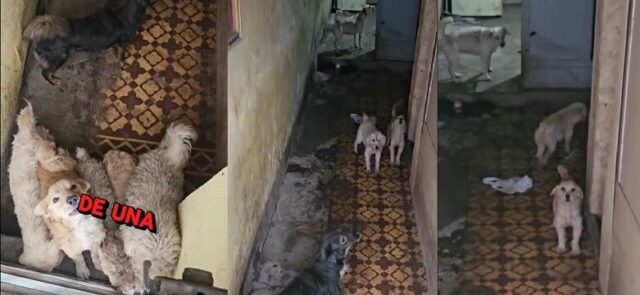 Centro Canino Municipal