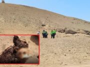 Encuentran cráneo de una mujer en Santa María. Encuentran cráneo de una mujer en Santa María.