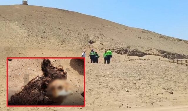 Encuentran cráneo de una mujer en Santa María.