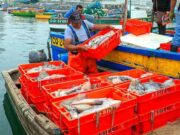 CCL: Perú pierde 800 millones de dólares por pesca ilegal de pota de embarcaciones China CCL Perú pierde 800 millones de dólares por pesca ilegal de pota de embarcaciones China