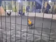 Paramonga: gallo de pelea ataca a su dueño y lo mata. Paramonga gallo de pelea ataca a su dueño y lo mata.