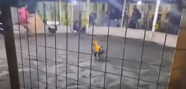 Paramonga gallo de pelea ataca a su dueño y lo mata.
