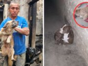 Sin puerta tras incendio, pitbull ingresó a vivienda y mató al perrito de adulto mayor Sin puerta tras incendio, pitbull ingresó a vivienda y mató al perrito de adulto mayor