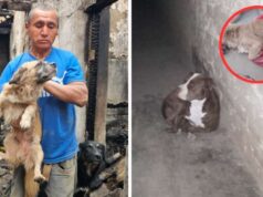Sin puerta tras incendio, pitbull ingresó a vivienda y mató al perrito de adulto mayor Sin puerta tras incendio, pitbull ingresó a vivienda y mató al perrito de adulto mayor
