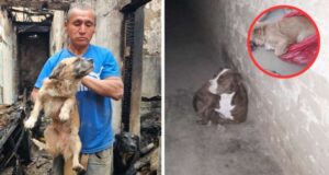 Sin puerta tras incendio, pitbull ingresó a vivienda y mató al perrito de adulto mayor Sin puerta tras incendio, pitbull ingresó a vivienda y mató al perrito de adulto mayor