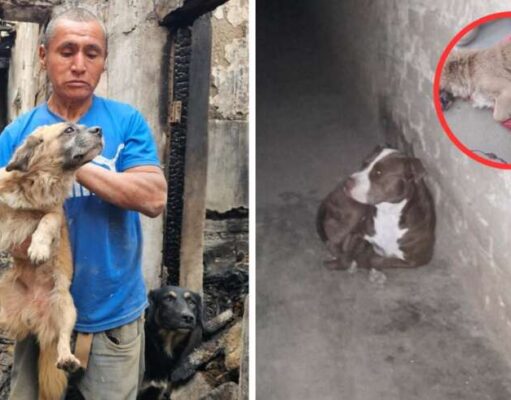 Sin puerta tras incendio, pitbull ingresó a vivienda y mató al perrito de adulto mayor Sin puerta tras incendio, pitbull ingresó a vivienda y mató al perrito de adulto mayor