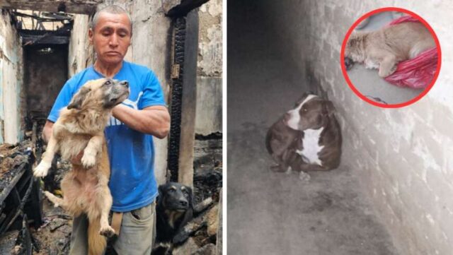Sin puerta tras incendio, pitbull ingresó a vivienda y mató al perrito de adulto mayor